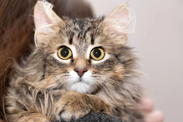 Retrato de un gato esponjoso en el hombro del propietario —  Fotos de Stock
