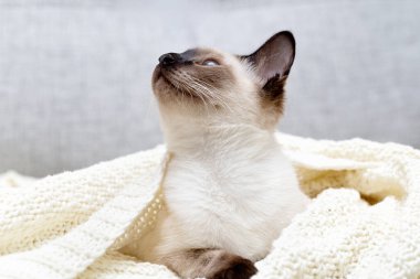 Parlak bir Tayland kedisi kanepede örülmüş bir ekosenin altında yatıyor..