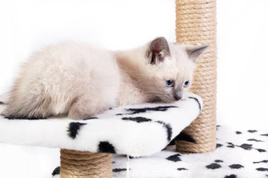 Yorgun, üzgün bir Tayland kedisi kediler için oyun kompleksinde rahatlar..