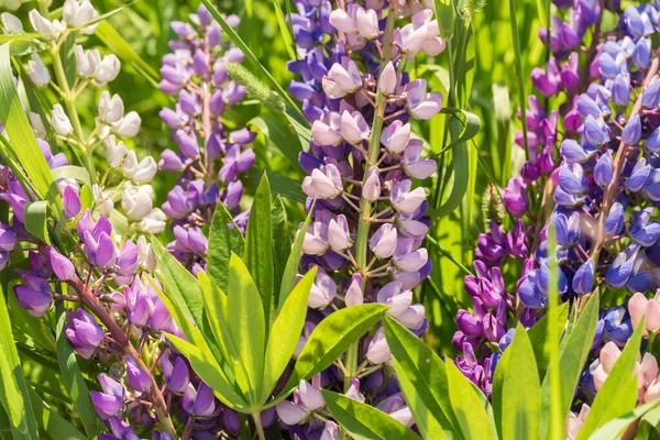 Blüten von blauen und lila Lupinen auf dem Feld in natürlichem Sonnenlicht. — Stockfoto