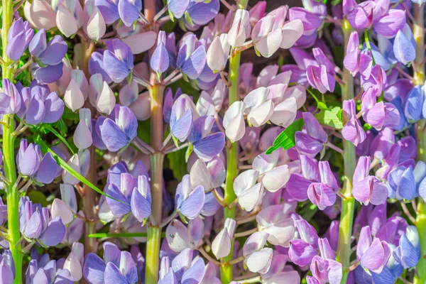 Natural natural background of flowers of white, purple and blue lupin.