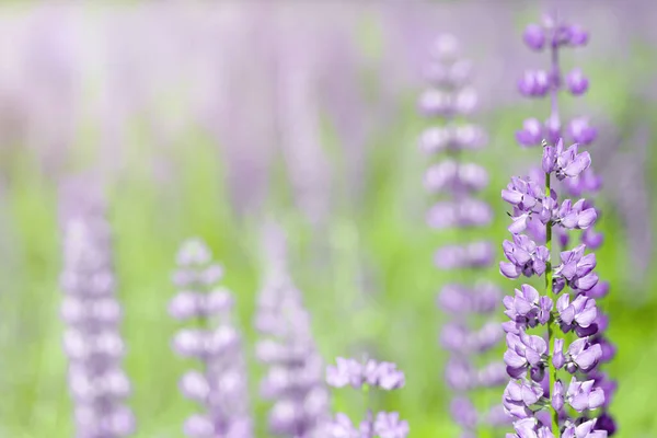 Flores de lupin rosa e roxo no campo em luz solar natural. — Fotografia de Stock