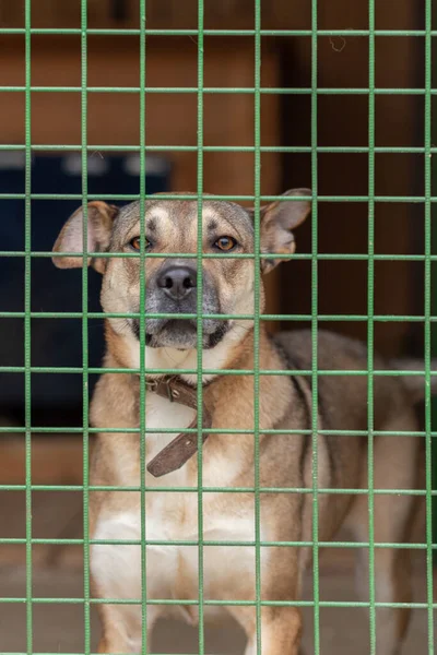 Perros no reproductores en una jaula en un refugio . —  Fotos de Stock