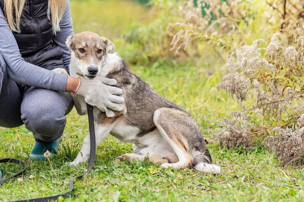 La anfitriona acaricia al perro para dar un paseo . — Foto de Stock