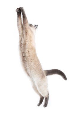 Taylandlı bir kedi oyuncağın arkasına atlar..
