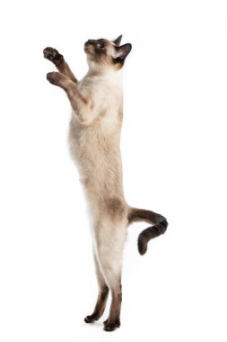 Tayland kedisi gülünç bir şekilde arka ayakları üzerinde duruyor ve kafasını kaldırıyor..