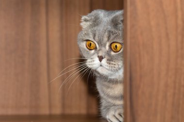 İskoç Gri kedisi dikkatlice köşeden çıkıyor..