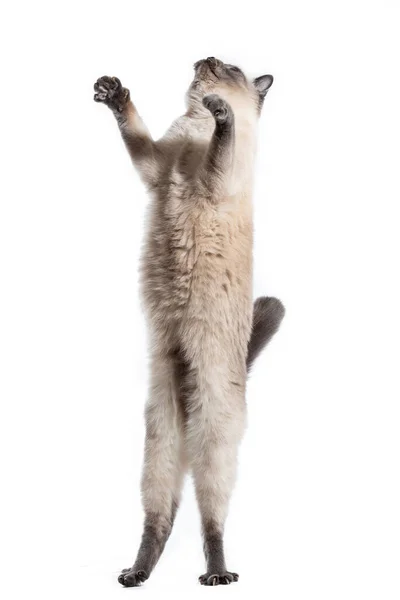 Tajski kot śmiesznie stoi na tylnych nogach i patrzy w górę. — Zdjęcie stockowe