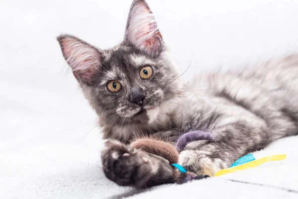 Kattmeinkua med en leksak i framtassarna. — Stockfoto