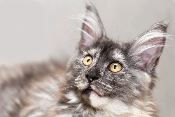 Porträt einer Maine Coon Katze mit einem überraschten Blick. — Stockfoto