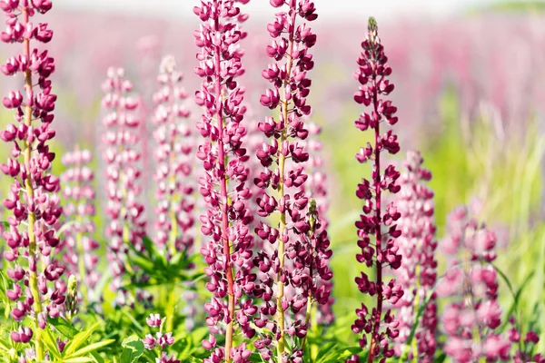 Sahada pembe ve kırmızı lupin çiçekleri var.. — Stok fotoğraf