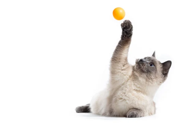 Den fluffy Thai kat ligger og skygger sin forpote op bag en orange lille kugle. - Stock-foto