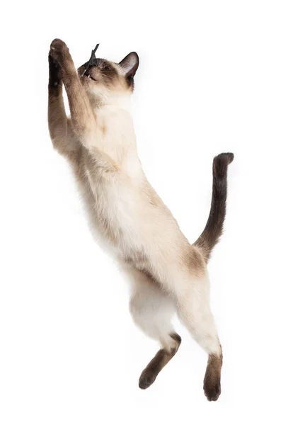 Katten står på bakbenen på en vit bakgrund. — Stockfoto