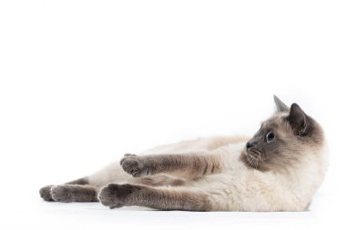 Şaşırmış Taylandlı kedi yan yatıyor.