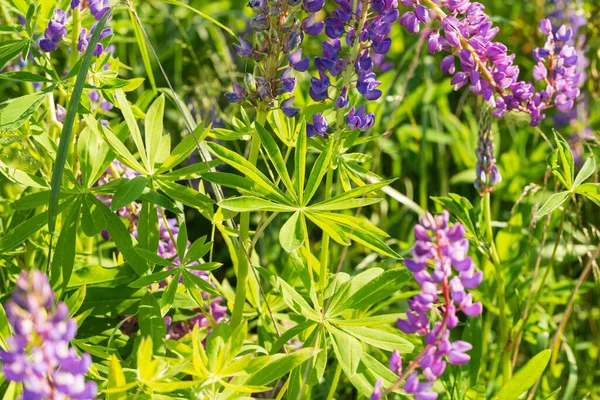 Flores de lupin rosa e roxo no campo em luz solar natural. — Fotografia de Stock