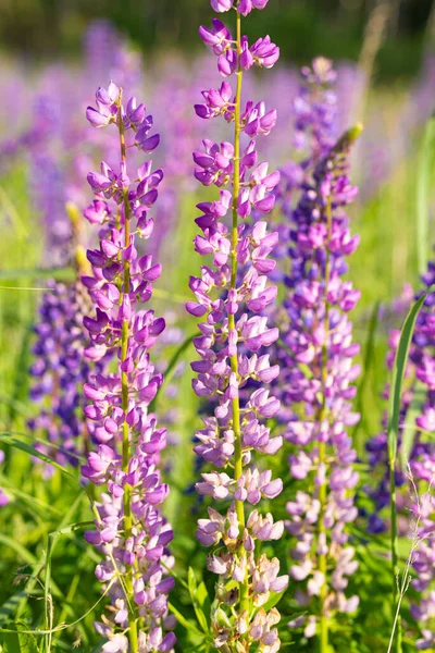 Mor lupin çiçekleri tarlada, güneş ışığında.. — Stok fotoğraf