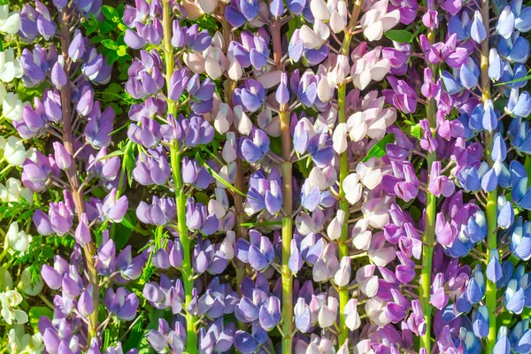 Natural natural background of flowers of white, purple and blue lupin.