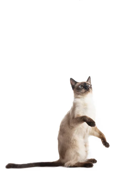 The cat sits on its hind legs and lifts its front paws. — Stock Photo, Image