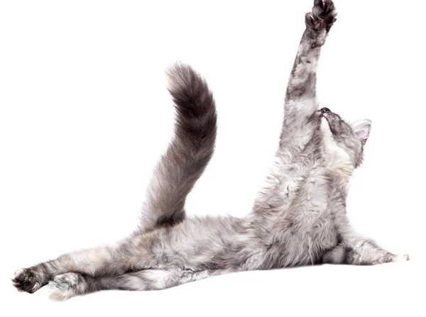 Eine große graue Katze liegt und zieht die Vorderpfote hoch — Stockfoto