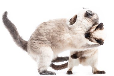 Maç boyunca birbirlerine saldıracak iki Taylandlı kedi..