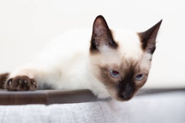 Kedi kanepenin dirsekliğine uzanır ve aşağı bakar..