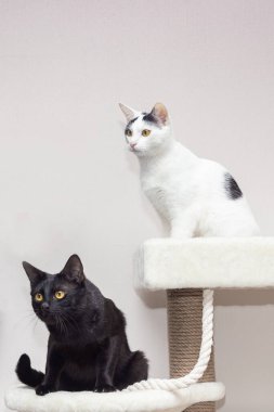 İki kedi oyun kompleksinde oturuyor.