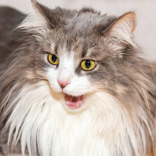 Porträt einer flauschigen Katze mit sehr langem Fell. — Stockfoto