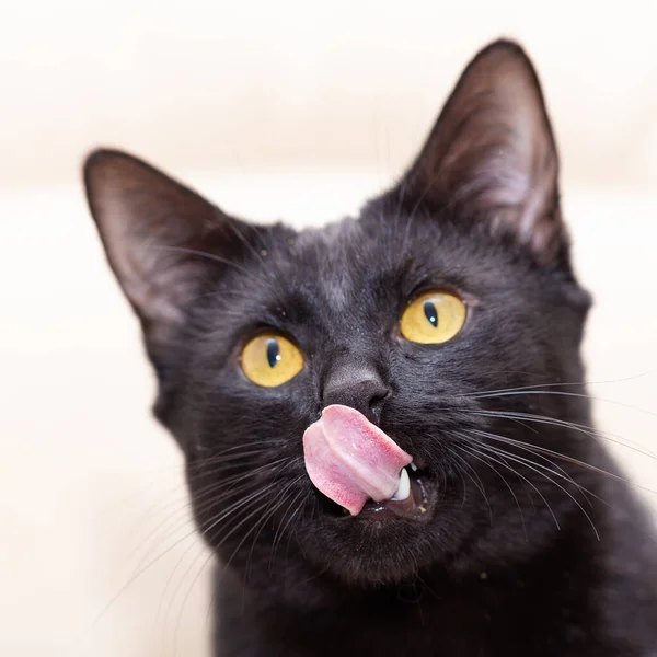 Portrait of a well-groomed black cat that licks. — Stock Photo, Image