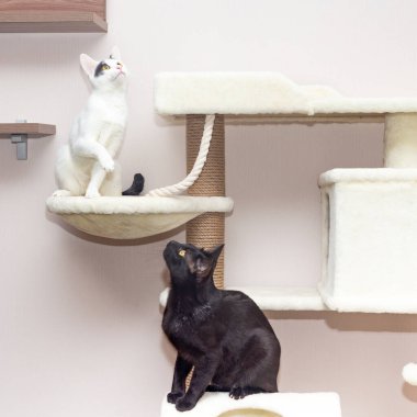 Kediler için özel bir oyun kompleksinde iki kedi oynar..