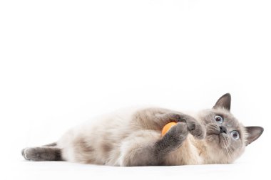 Taylandlı bir kedi, ön pençeleriyle portakal topuyla yatar ve oynar