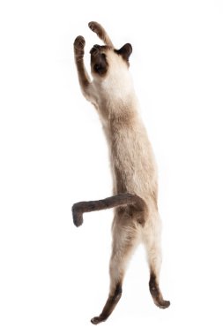 Kedi zıplar ve sonuna kadar uzanır..