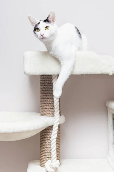 Un gato blanco se sienta en una casa de juego de gatos — Foto de Stock