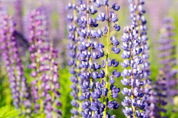 Blüten von blauen und lila Lupinen auf dem Feld in natürlichem Sonnenlicht. — Stockfoto