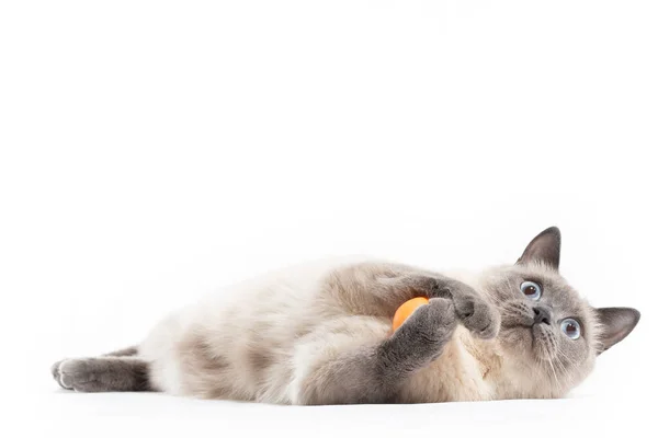 A Thai cat lies and plays with an orange ball with its front paws — Stock Photo, Image