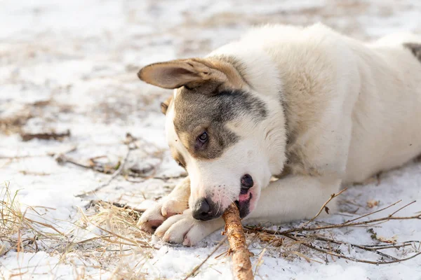Ένα μεγάλο αδέσποτο σκυλί ξαπλώνει στο γρασίδι με το πρώτο χιόνι και ροκανίζει ένα ραβδί. — Φωτογραφία Αρχείου