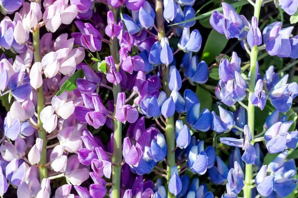 Natuurlijke natuurlijke achtergrond van bloemen van wit, paars en blauw lupine. — Stockfoto