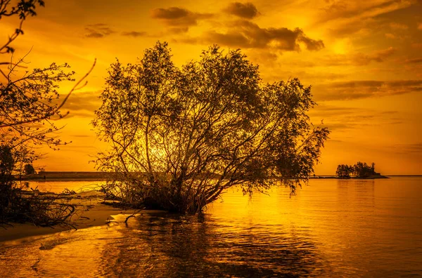 Árbol Cerca Del Río Dniéper Fondo Puesta Del Sol — Foto de Stock