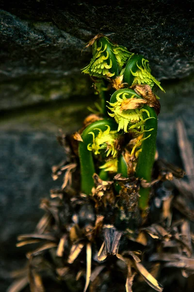 Printemps Les Premiers Germes Fougère Tordus Petites Boucles — Photo