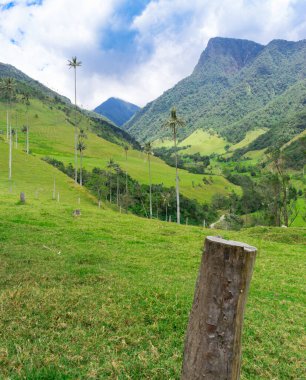 Vale de Cocora manzarası 
