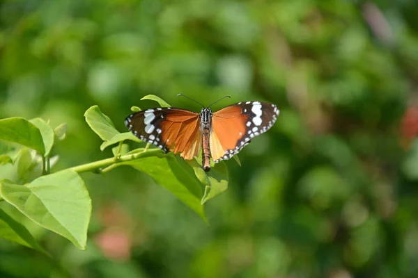 Ein Leuchtend Orangefarbener Flügel Aus Schlichtem Tigerfalter Und Blume Garten — Stockfoto