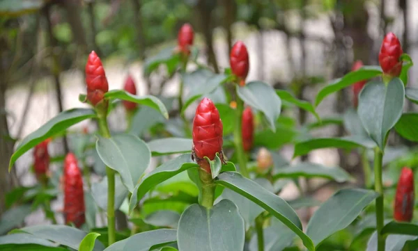 Red budding flower in the garden