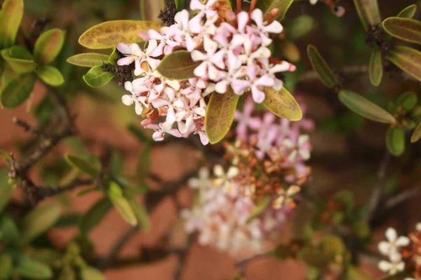Bahçedeki Pembe Çiçekler