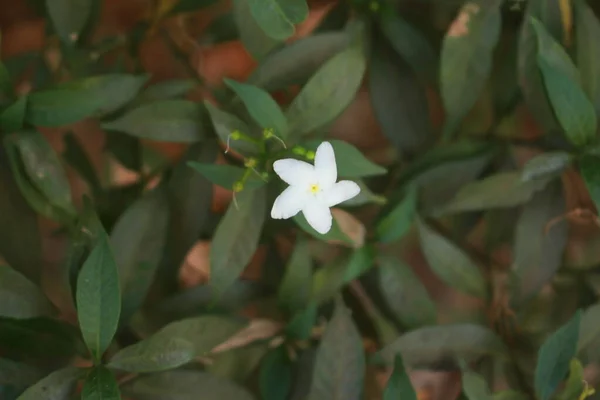 Bahçedeki Beyaz Çiçek