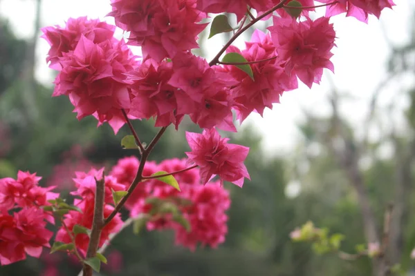 Flores Rosa Jardim — Fotografia de Stock