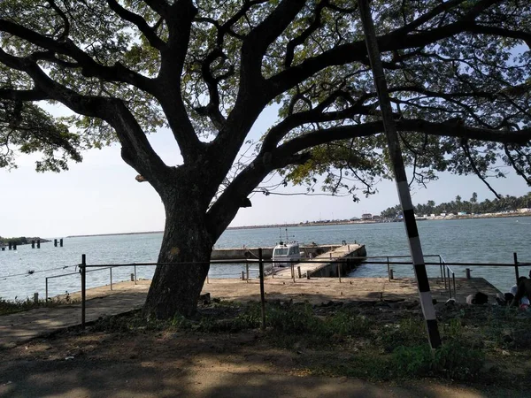 Deniz kıyısındaki Büyük Kara Ağaç