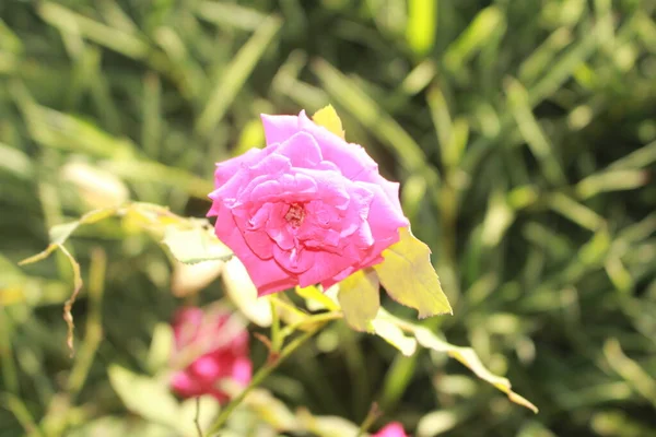 Bahçedeki Pembe Gül