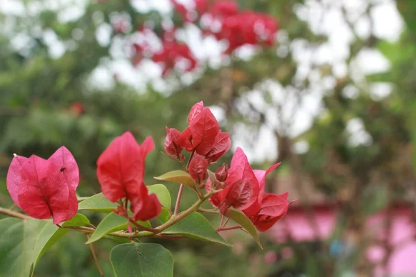 Pembe Çiçekler Bahçede