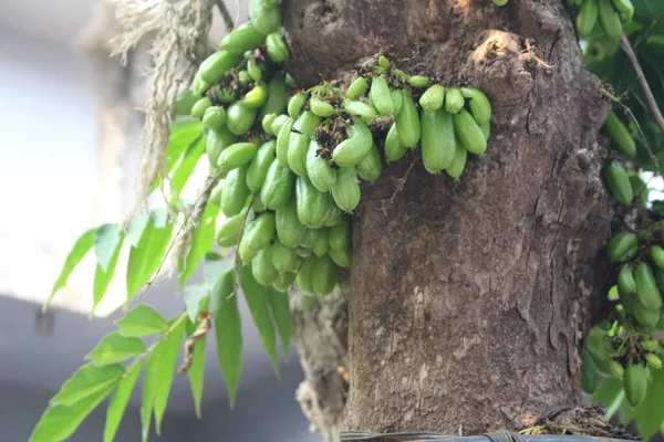 Ağacın üstünde bir sürü Bilimbie
