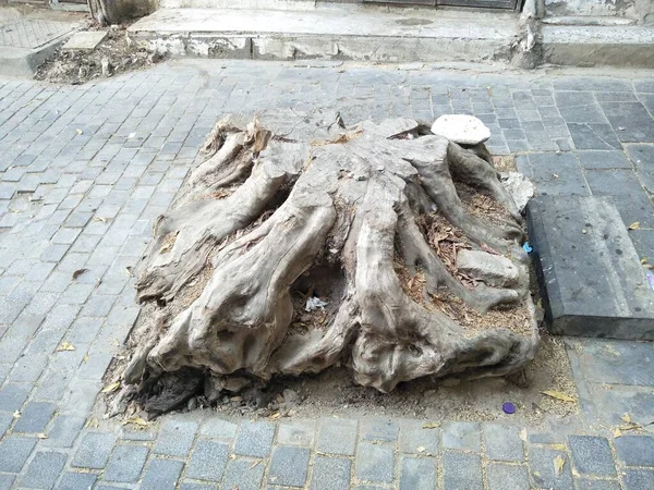 Eski Bir Ormanın Kökü