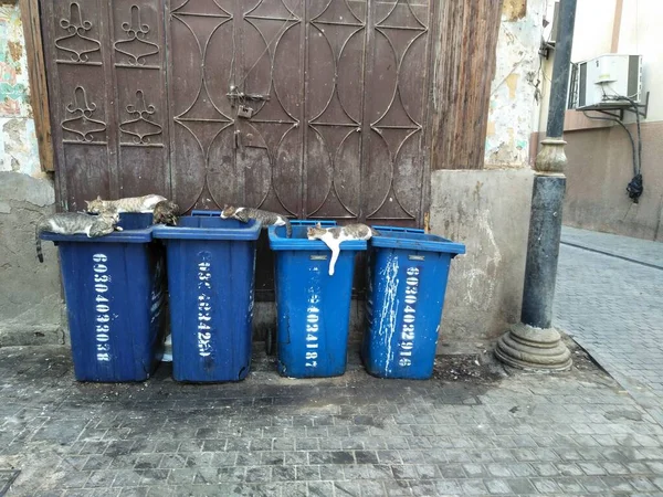 Mavi çöp kutusundaki kediler
